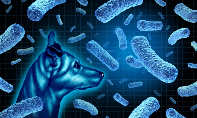 Disbiosi nel cane e nel gatto e trapianto di microbiota fecale per i disturbi gastrointestinali: di cosa si tratta?